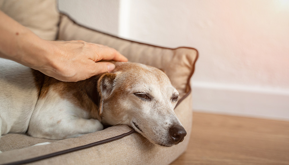 Photo of Hand Petting Old Dog in Bed