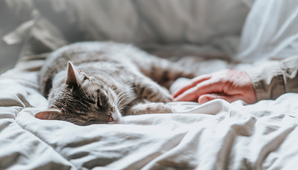 Photo of Sleeping Cat on Bed Next to Elderly Owner